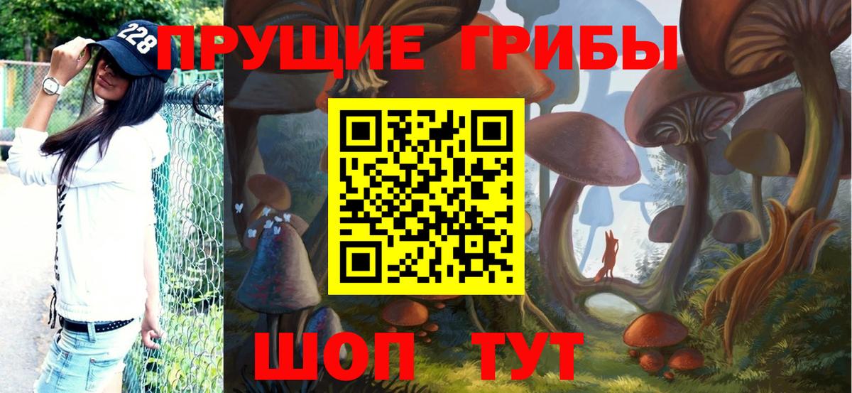 Псилоцибиновые грибы Psilocybe Санкт-Петербург